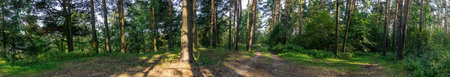 Tranquil image of a road winding through a forest clearing, capturing the serenity of nature. Ideal for nature-themed designs, the scene showing a peaceful journey through the lush greenery.の写真素材