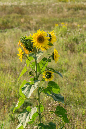 Close-up photo of a wild sunflower in a field, showing the vibrant petals and intricate details. Ideal for nature lovers and botanical enthusiasts. Bright yellow sunflower blooms in the fieldの写真素材