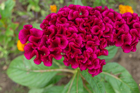 Macro photo of the unique Celosia Cristata flower. Ideal for botanical enthusiasts and garden-themed designs, the close-up view highlights the beauty and complexity of this captivating flower species.の写真素材