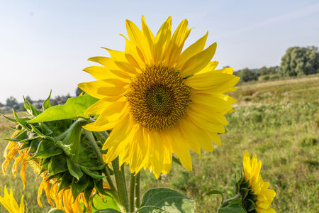 Close-up photo of a wild sunflower in a field, showing the vibrant petals and intricate details. Ideal for nature lovers and botanical enthusiasts. Bright yellow sunflower blooms in the fieldの写真素材