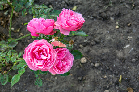 Close up photo of a pink rose with green leaves in a garden. Ideal for floral designs, the image showcases the beauty of the blooming rose, highlighting its delicate petals and vibrant green foliage.の写真素材