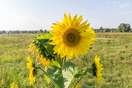 Close-up photo of a wild sunflower in a field, showing the vibrant petals and intricate details. Ideal for nature lovers and botanical enthusiasts. Bright yellow sunflower blooms in the fieldの写真素材