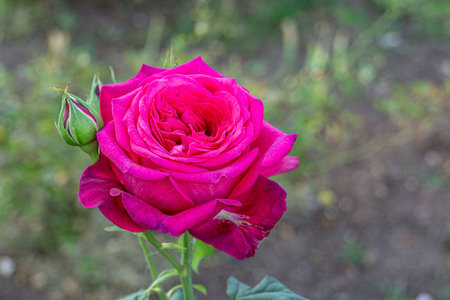 Close up photo of a pink rose with green leaves in a garden. Ideal for floral designs, the image showcases the beauty of the blooming rose, highlighting its delicate petals and vibrant green foliage.の写真素材