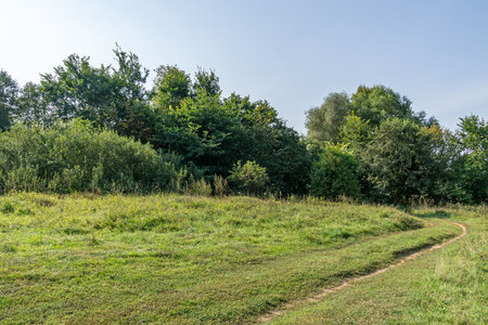 Tranquil image of a road winding through a forest clearing, capturing the serenity of nature. Ideal for nature-themed designs, the scene showing a peaceful journey through the lush greenery.の写真素材