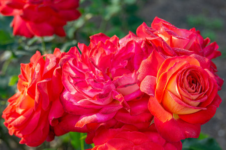 Close up photo of a red rose with green leaves in a garden. Ideal for floral designs, the image showcases the beauty of the blooming rose, highlighting its delicate petals and vibrant green foliage.の写真素材