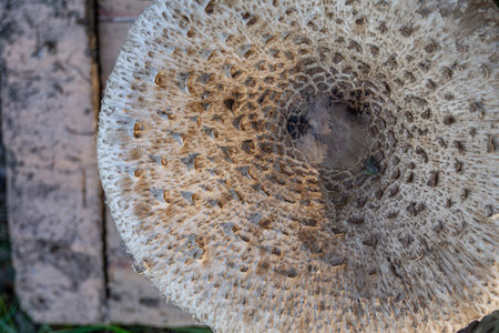 Macro photo of a parasol mushroom, capturing its intricate details. Ideal for nature enthusiasts and botanical designs, the close-up view showcases the beauty and complexity of this fungal species.の写真素材