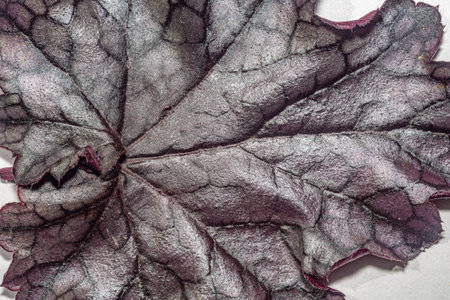 Macro close up of a leaf showing detailed vein structure and natural surface texture. The vibrant...