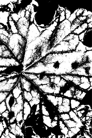 High contrast black and white close-up of a leaf surface, highlighting detailed vein structures and organic texture. Perfect for abstract design, backgrounds, and natural botanical art projects.のイラスト素材