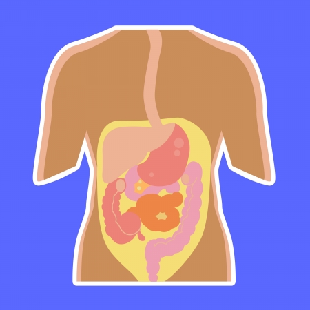 Structures within the human body, organ のイラスト素材