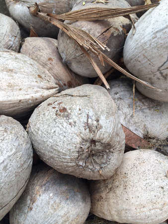 Dried coconut to pile up.の素材