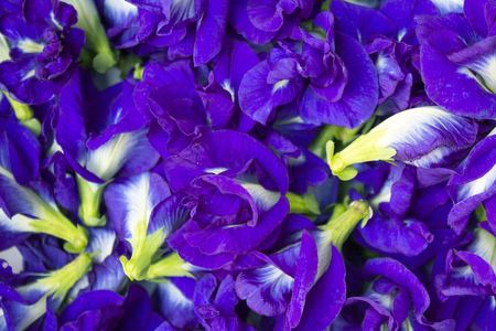 Closeup of fresh butterfly pea flower.の写真素材