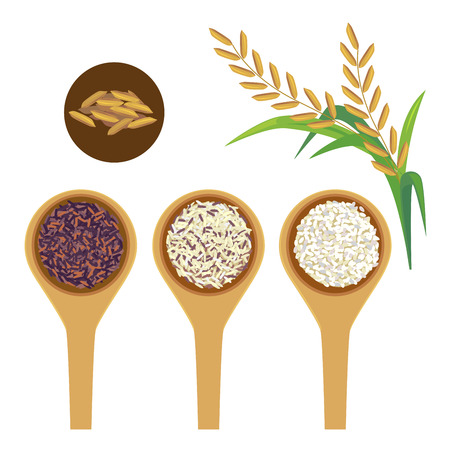 Scoops of rice and paddy on white background.のイラスト素材