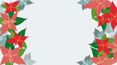Poinsettia plant - Christmas and new year background for decoration.のイラスト素材
