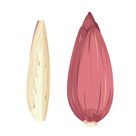Banana blossom or banana flower vectorのイラスト素材
