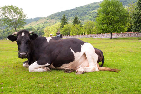 Black and white cow in the grassの写真素材