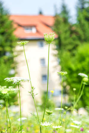 Close up of yarrow flower with house in backgroundの写真素材