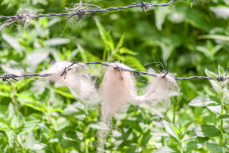 Barbwire in nature with wool hanging on itの写真素材