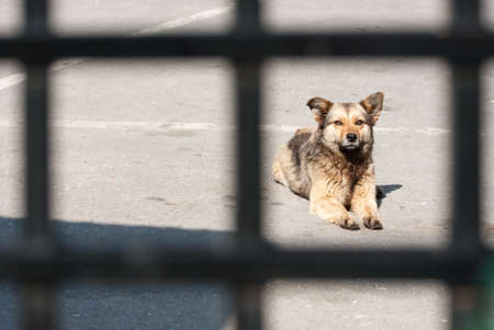 Stray dog behind a fence captivity conceptの写真素材