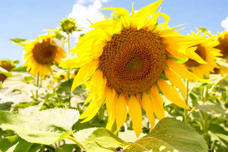 Beautiful sunflower in a field against blue skの写真素材