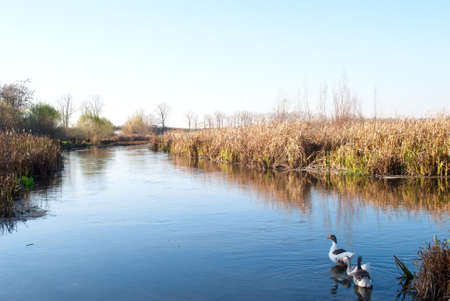 Three gees floating on the blue lakeの写真素材