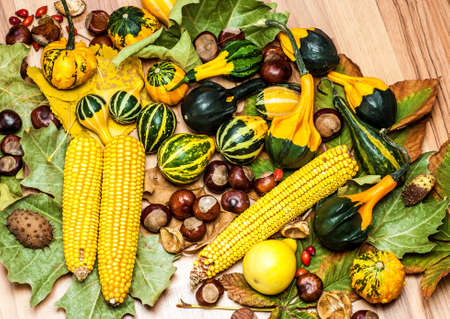 Arrangement of autumn vegetables as corn, chestnuts, gourdsの写真素材