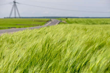 Green wheat field in the wind in a rural areaの写真素材