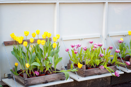 Tulips for sale in a Dutch market