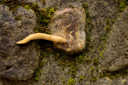 Yellow slug on the rocks after rain