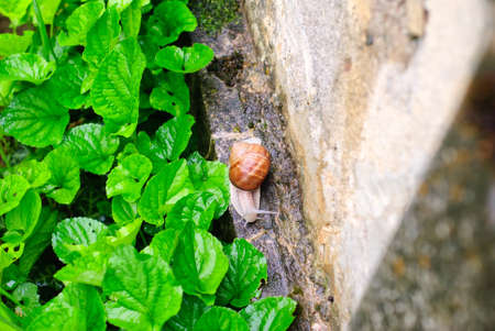 Helix Pomatia snail creeps in the garden after rainの写真素材