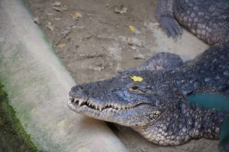 Big hunter crocodile waiting with eyes openの写真素材