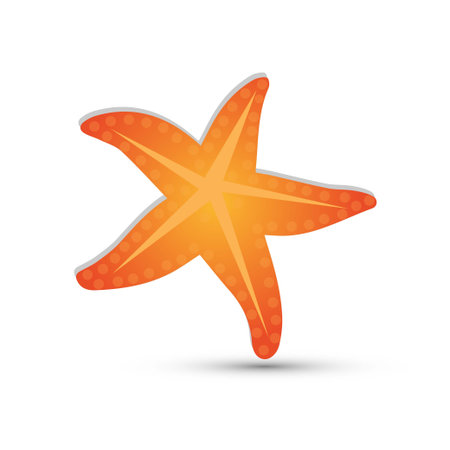 Starfish vector on white backgroundのイラスト素材