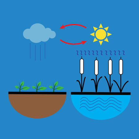 Vector schematic representation of the water evaporation process in natureのイラスト素材