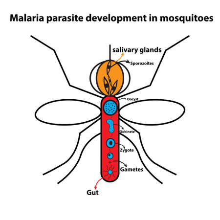Malaria parasite development in mosquitoesのイラスト素材