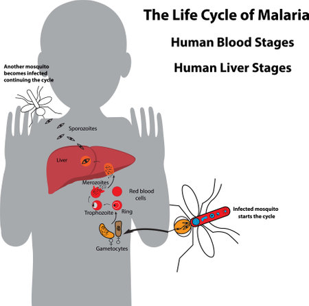 Life cycle of malaria parasite, human blood stages and human liver stagesのイラスト素材