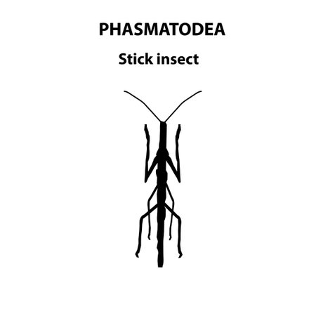 Phasmatodea stick insect for scientific studyのイラスト素材