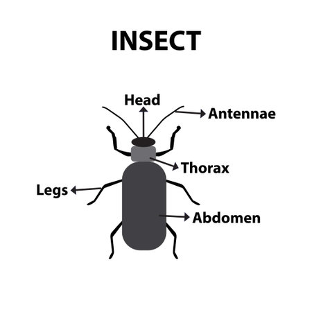 Body parts of an insect, educational sheetのイラスト素材