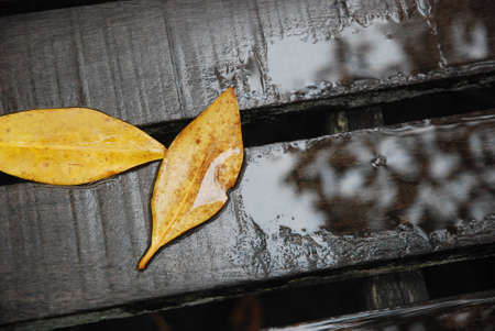 Two yellow leaf on wood bridgeの写真素材