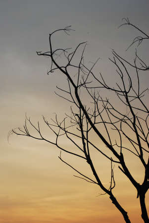 Silhouette Dead tree の写真素材