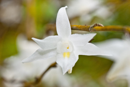 white orchid on colorful backgroundの写真素材