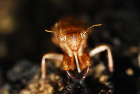 cicada molt on the treeの写真素材