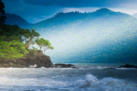 trees soaking up the sunの写真素材