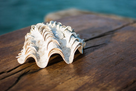 Seashells on the table near the sea