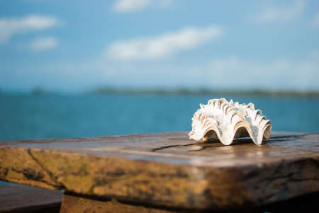 Seashells on the table near the seaの写真素材