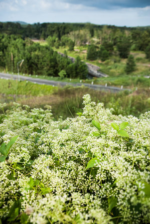 Mountain road with flowers as foregroundの写真素材