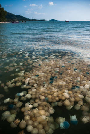 Colorful blooming jellyfish in the sea, Thailandの写真素材