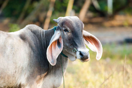 The long ears of cattle breeds Thailand on fieldの写真素材