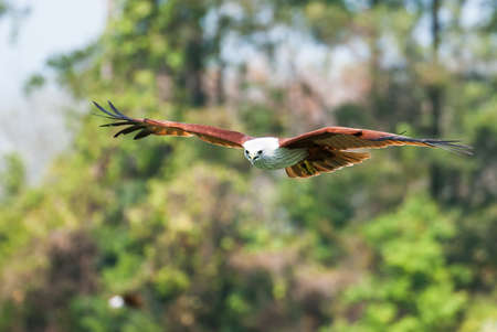 Brahminy kite flying over the water at high speedの写真素材