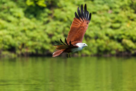 Brahminy kite flying over the water at high speedの写真素材