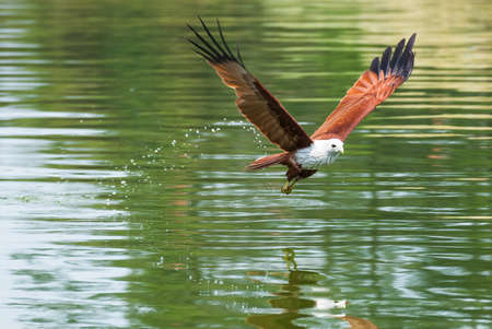 Brahminy kite flying over the water at high speedの写真素材