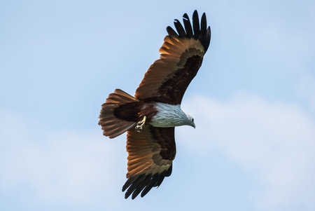 Brahminy kite flying at high speedの写真素材